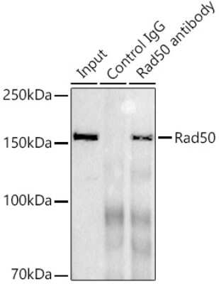 Immunoprecipitation: Rad50 Antibody (5M2K10) [NBP3-16286]