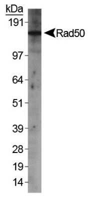 Western Blot: Rad50 Antibody [NB100-154]