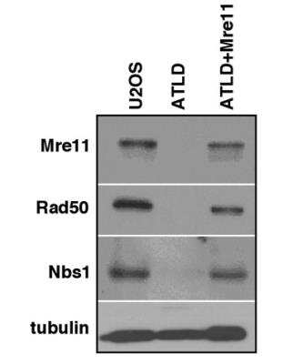 Western Blot: Rad50 Antibody [NB100-154]