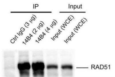 Immunoprecipitation: Rad51 Antibody (14B4) [NB100-148]