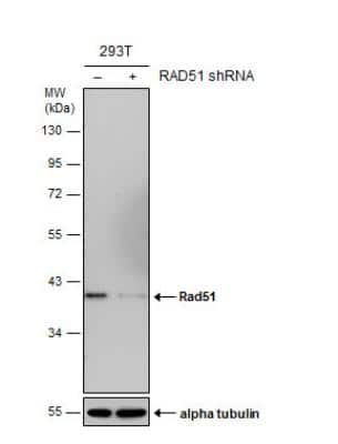 Knockdown Validated: Rad51 Antibody (14B4) [NB100-148]