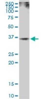 Western Blot: Rad51 Antibody [H00005888-B01P]