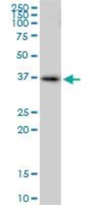 Western Blot: Rad51 Antibody [H00005888-B01P]