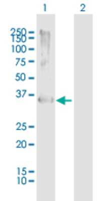 Western Blot: Rad51 Antibody [H00005888-B01P]