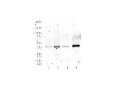 Western Blot: Rad51C Antibody (2H11/6)Azide and BSA Free [NBP2-80923]