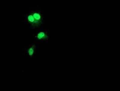Immunocytochemistry/ Immunofluorescence: Rad51L1 Antibody (OTI7H4) - Azide and BSA Free [NBP2-73782]