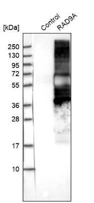 Western Blot: Rad9 Antibody [NBP1-87163]