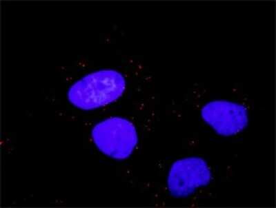 Proximity Ligation Assay: Raf-1 Antibody (1H4) [H00005894-M03]