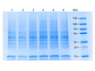 SDS-PAGE: Raji Whole Cell Lysate [NB800-PC11]