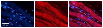 Immunohistochemistry: RalA/RalB Antibody [NBP1-79633]