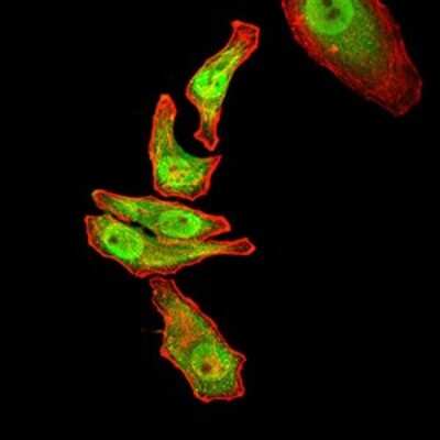 Immunocytochemistry/ Immunofluorescence: Ran Antibody (8D1A6) - BSA Free [NBP2-61832]