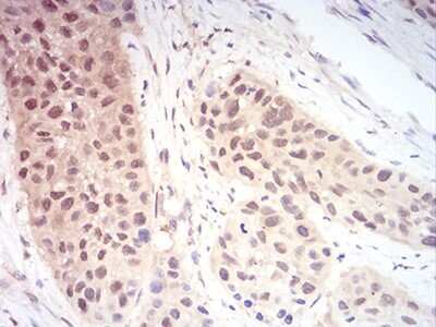 Immunohistochemistry: Ran Antibody (8D1H12) - BSA Free [NBP2-61840]