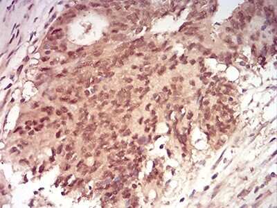 Immunohistochemistry: Ran Antibody (8D1H12) - BSA Free [NBP2-61840]