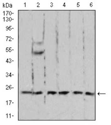 Western Blot: Ran Antibody (8D1H12)BSA Free [NBP2-61840]