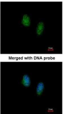 Immunocytochemistry/ Immunofluorescence: Ran Antibody [NBP1-31776]