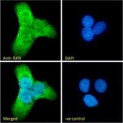 Immunocytochemistry/ Immunofluorescence: Ran Antibody [NBP1-68870]