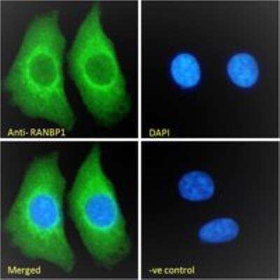 Immunocytochemistry/ Immunofluorescence: RanBP1 Antibody [NB100-1443]