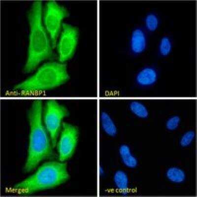 Immunocytochemistry/ Immunofluorescence: RanBP1 Antibody [NB100-1443]
