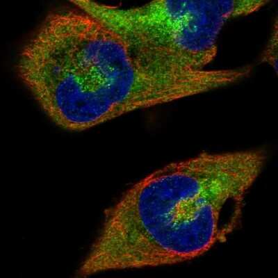 Immunocytochemistry/ Immunofluorescence: RanBP1 Antibody [NBP2-57339]