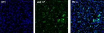 Immunocytochemistry/ Immunofluorescence: RanBP2 Antibody (2E1) [NB100-74480]