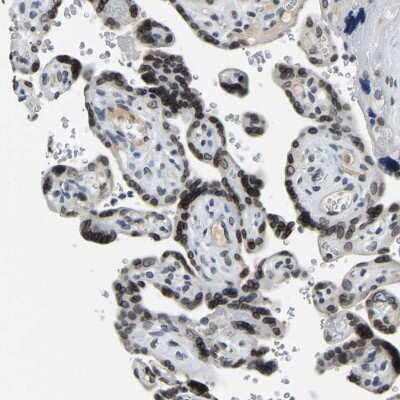 Immunohistochemistry: RanBP2 Antibody [NBP2-33881]