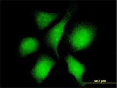 Immunocytochemistry/ Immunofluorescence: RanBP3 Antibody (2E10) [H00008498-M01]