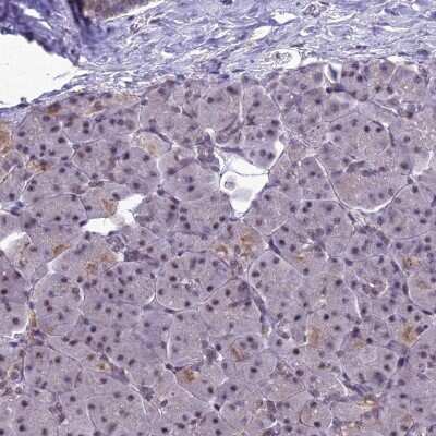 Immunohistochemistry-Paraffin: RanBP3 Antibody [NBP1-92314]