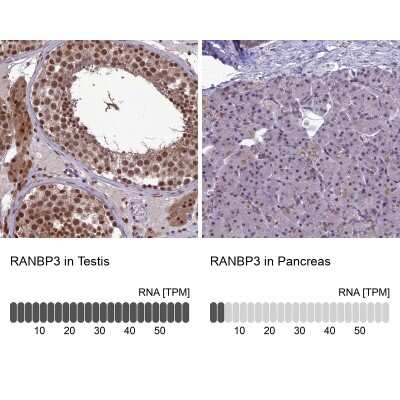 Immunohistochemistry-Paraffin: RanBP3 Antibody [NBP1-92314]