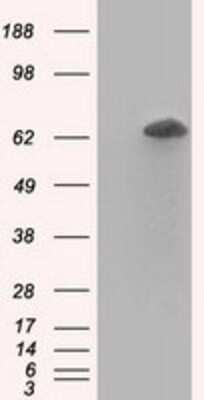 Western Blot: RanGAP1 Antibody (OTI1B4) [NBP2-02623]