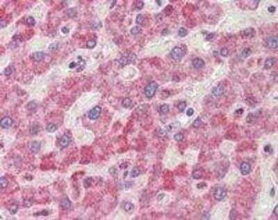 Immunohistochemistry-Paraffin: RanGAP1 Antibody [NB100-1384]