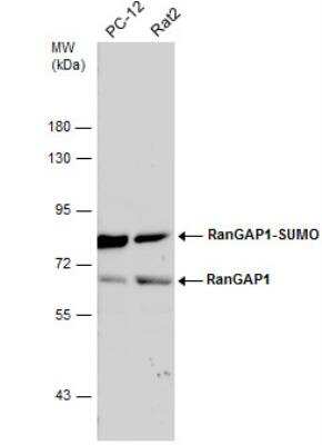 Western Blot: RanGAP1 Antibody [NBP2-20068]