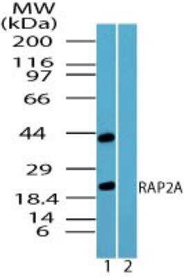Western Blot: Rap2A AntibodyBSA Free [NBP2-24574]