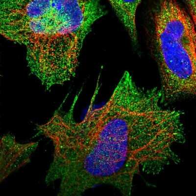 Immunocytochemistry/ Immunofluorescence: Rapsyn Antibody [NBP1-85537]