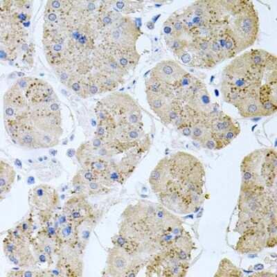 Immunohistochemistry-Paraffin: Rapsyn Antibody - BSA Free [NBP2-94107]
