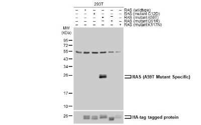 Western Blot: Ras AntibodyA59T Mutant [NBP3-13100]
