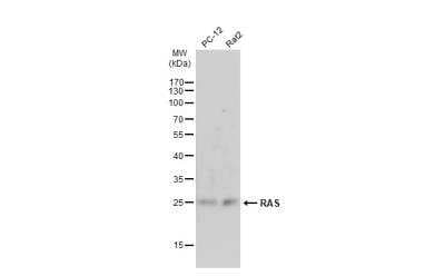 Western Blot: Ras Antibody [NBP2-43784]