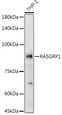Western Blot: Rasgrp1 AntibodyBSA Free [NBP2-94157]