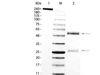 SDS-PAGE: Rat IgG Isotype Control [NBP1-97040]