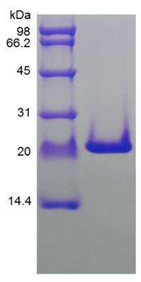 SDS-PAGE: Recombinant Rat FGF-10 Protein [NBP2-35261]