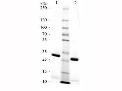 SDS-PAGE: Rat IgG Fc Isotype Control [NBP1-96967]