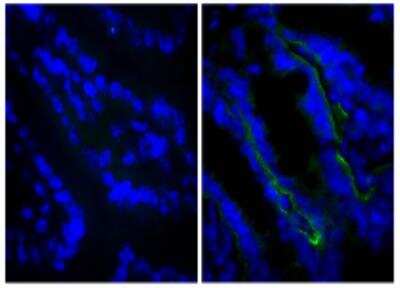 Immunofluorescence: Rat IgG2a Isotype Control (KLH/G2a-1-1) [NBP1-51104]