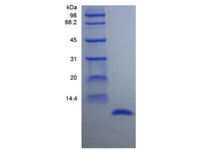 SDS-PAGE: Recombinant Rat MIF Protein [NBP2-35276]