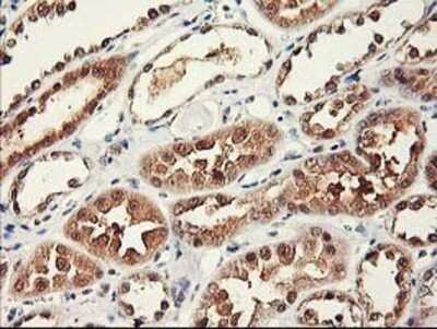 Immunohistochemistry-Paraffin: RbAp46 Antibody (OTI5A4) [NBP2-01308]