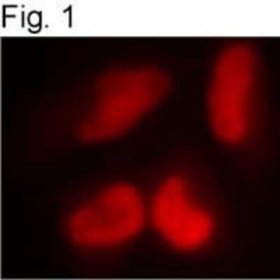 Immunocytochemistry/ Immunofluorescence: RbAp46 Antibody [NB120-3535]