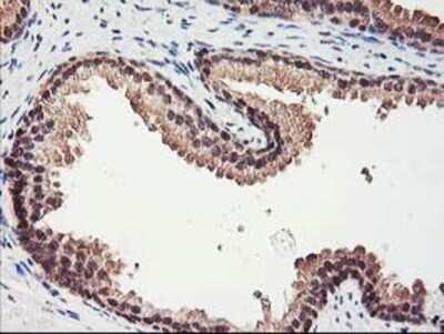 Immunohistochemistry: RbAp46 Antibody (OTI5A4) - Azide and BSA Free [NBP2-73822]