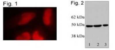 Western Blot: RbAp46 Antibody [NB120-3535]