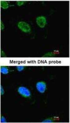 Immunocytochemistry/ Immunofluorescence: RBBP4/RbAp48 Antibody (11G10) [NB500-123]