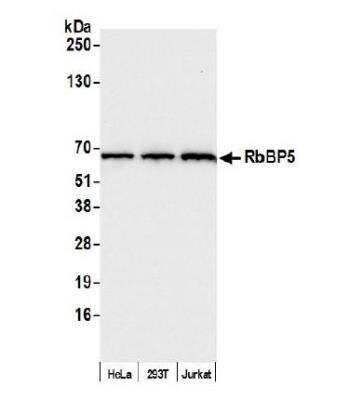 Western Blot: RbBP5 Antibody [NB600-252]