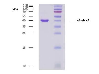 SDS-PAGE: Recombinant Plant Amb a 1 Protein [NBP3-14615]