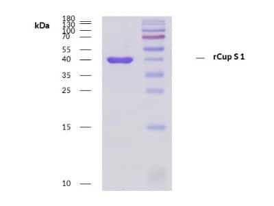 SDS-PAGE: Recombinant Plant Cup s 1 Protein [NBP3-14614]